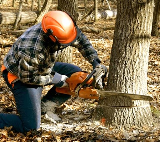 Tree Removal in Naugatuck, WV